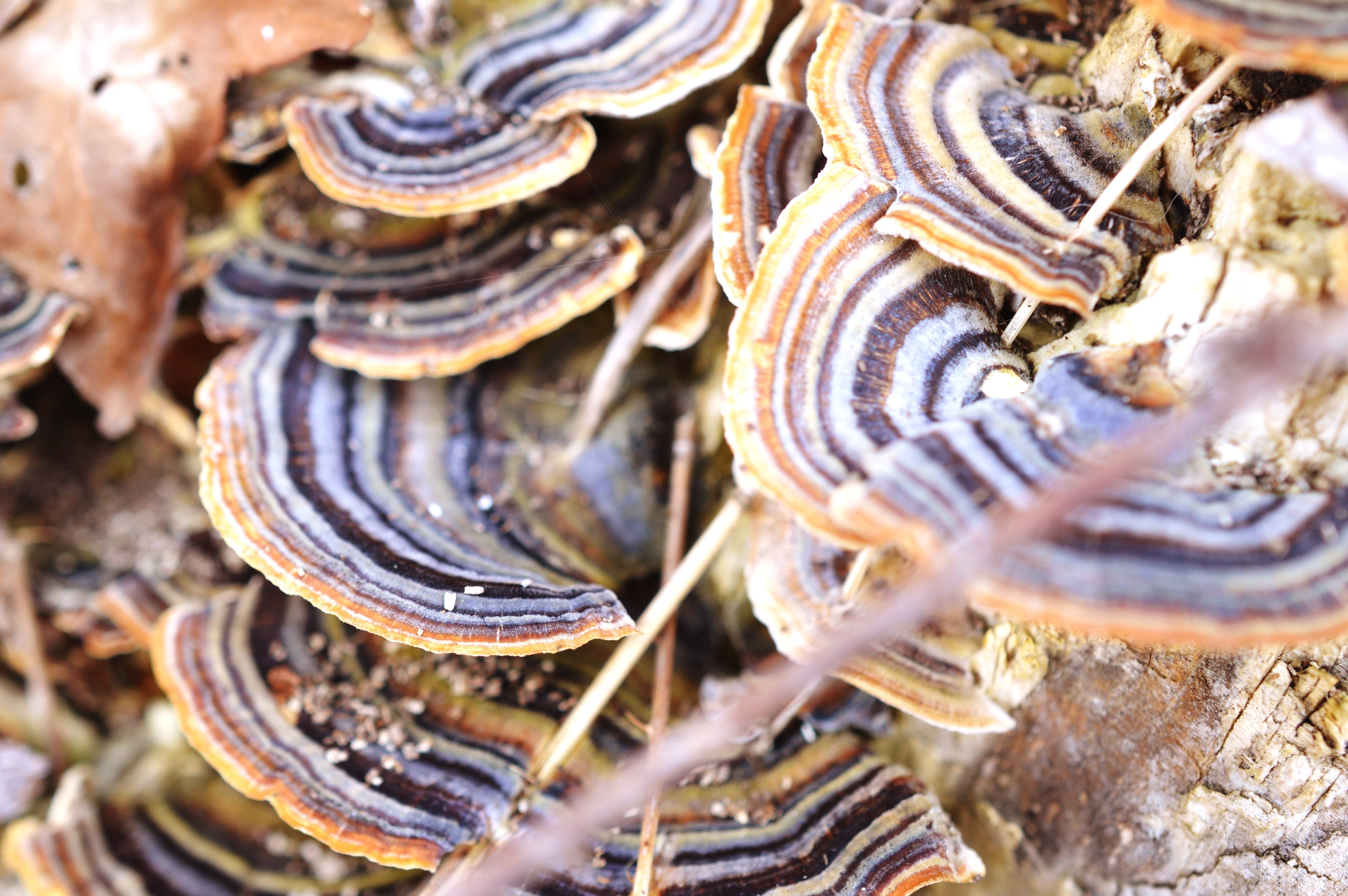 Turkey Tail